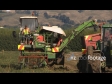 Tomato Harvest 3 1527